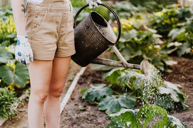 A Beginner’s Guide to Gardening and Landscaping